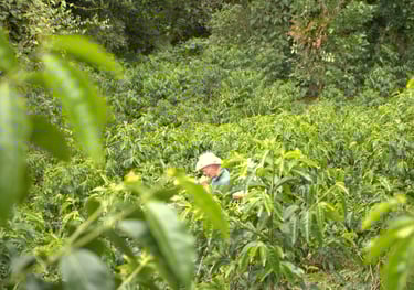 A farmer wearing a sun hat inspects lush green arabica coffee plants on a tropical coffee plantation.