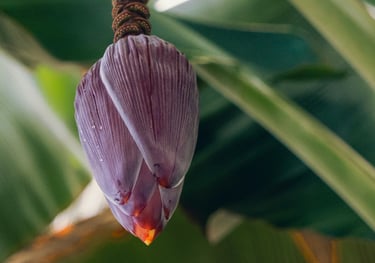 banana blossom