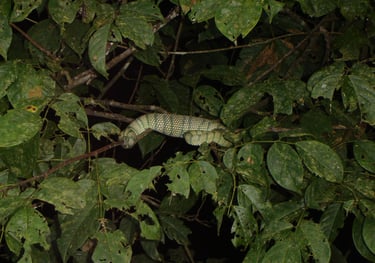borneo kinabatangan river snake