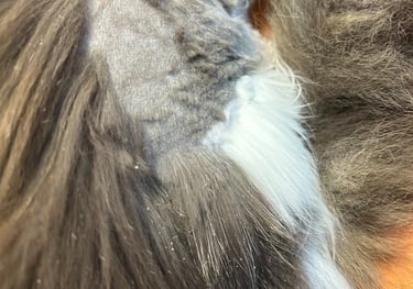 katten in de vilt scheren borstelen kammen