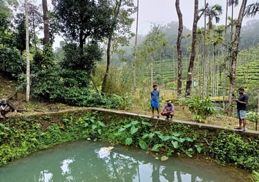 Fish Pond Photo