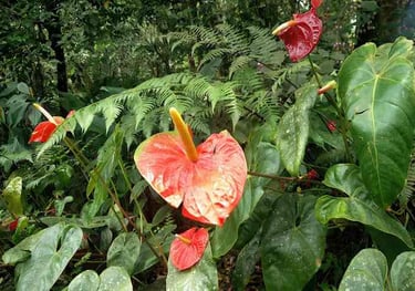 Gurukula Botanical Sanctuary