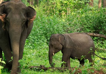 Tholpetty Wildlife Elephants