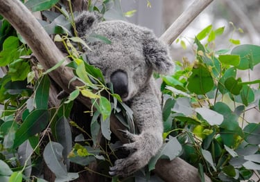 koala