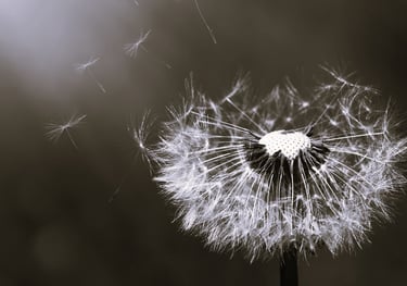 Midlife and Menopause