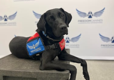 A hearing dog stares into the camera