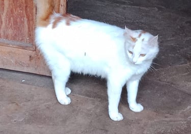 Bastete, a white cat standing in front of a door at Animal Aid Kenya and waiting for Sponsorship