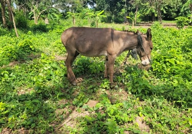 Malaika, a donkey in a field at Animal Aid Kenya and waiting for Sponsorship