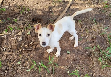 Paper, a dog is standing in the garden at Animal Aid Kenya and waiting for Sponsorship