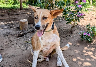 Mash, a dog sitting on the ground at Animal Aid Kenya and waiting for Sponsorship