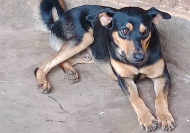 a dog laying down on the ground at AAK farm