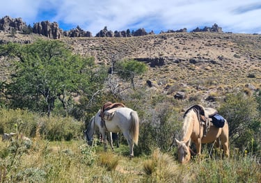 Two horses grazing in a field.