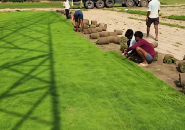 lawn grass installation Vijayawada