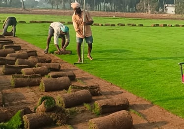 Natural lawn grass suppliers Visakhapatnam