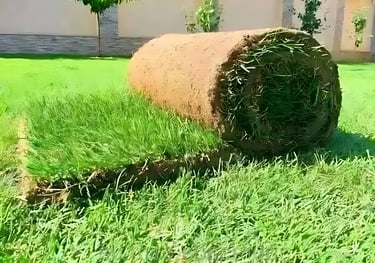 lawn grass suppliers in Kadiyam 