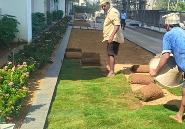 lawn grass suppliers in Rajahmundry