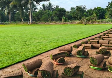 lawn grass suppliers Kadiyam