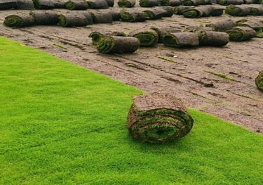 Lawn Grass Suppliers in Kakinanda