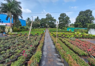 Plants Nursery in Kakinada