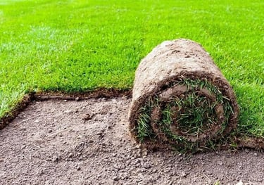 Korean lawn grass suppliers Hyderabad