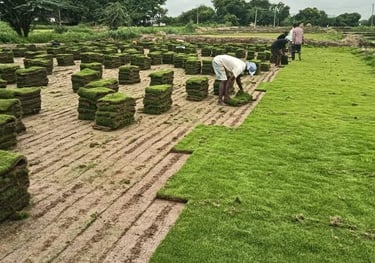 lawn grass suppliers Hyderabad
