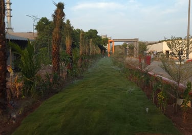 lawn grass suppliers Kadiyam