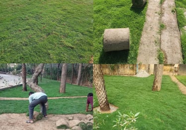 Lawn Grass Suppliers Kadiyam 
