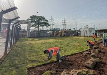 Lawn Grass Suppliers in Kakinanda