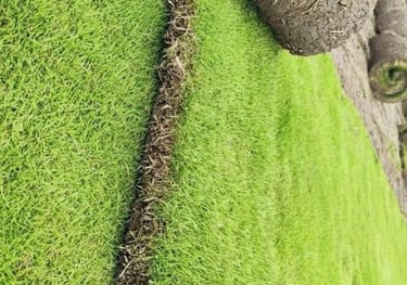 Lawn Grass Supplier Kakinanda