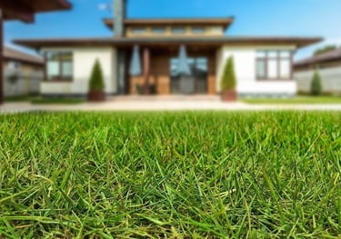 lawn grass suppliers Vijayawada