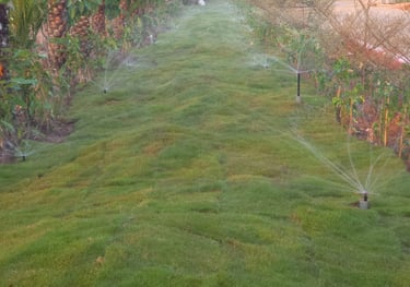 Lawn Grass Suppliers Kakinanda