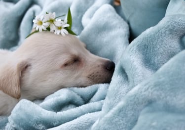 halte garderie au salon