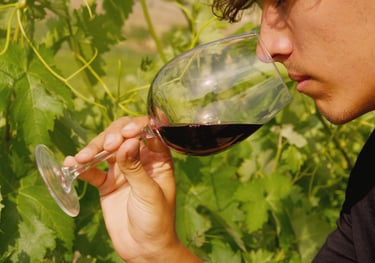 man smelling red wine in vineyard