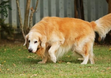Arthrose chez le chien