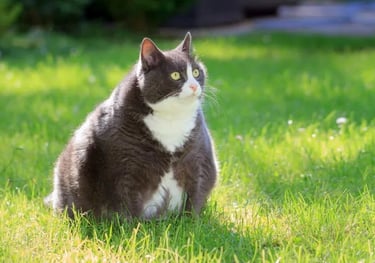 Chat obèse