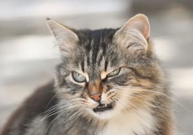 chat jaloux