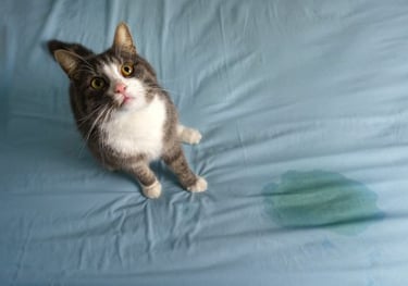 chat qui urine sur le lit