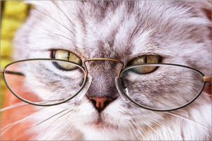 Chat senior