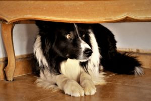 chien sous la table se cache