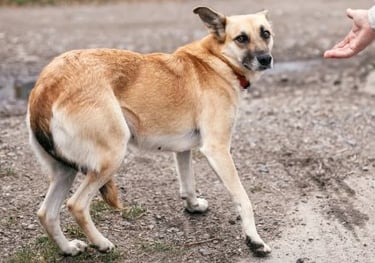 chien perte de confiance
