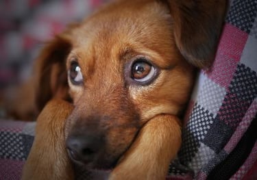 chien triste