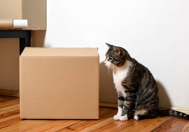 chat déménagement carton