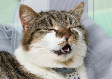 Coryza chez le chat