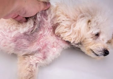Dermatite chien