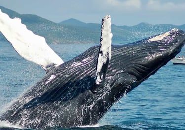 Humpback whale tail with Las Galeras mountains on the horizon Samana Bay