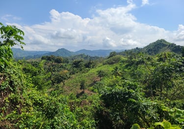 Nature of Miches, Eastern Cordillera