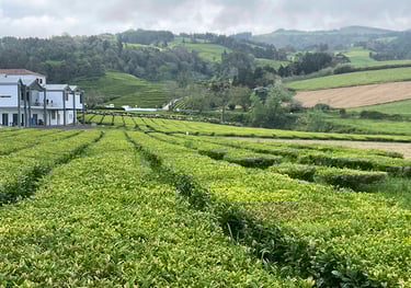 a large field and a house in the background