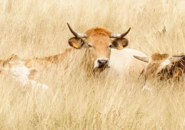 vaches Aubrac - Photo Art Grand format