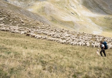 Le berger et ses moutons - Photo d'Art grand format