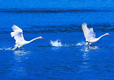 L'envol des Cygnes- Photo Art grand format